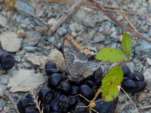 Charaxes jasius